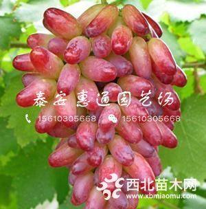 黑色甜菜葡萄苗