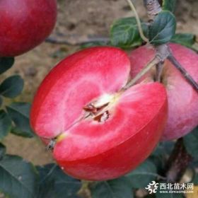 紅肉蘋果苗供應(yīng)價(jià)格是多少