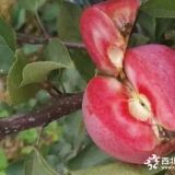 烟富10号苹果苗种植效益怎样