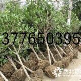 5,6,8公分桂花價格，南京桂花樹報價