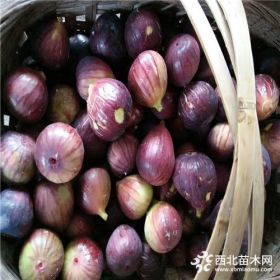 布蘭瑞克無花果樹苗價(jià)格報(bào)表、布蘭瑞克無花果苗出售價(jià)格