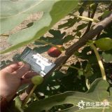 波姬紅無花果苗價(jià)格詳情、青皮無花果苗價(jià)格多少錢一棵