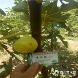 布兰瑞克无花果苗每日价格、青皮无花果苗价位