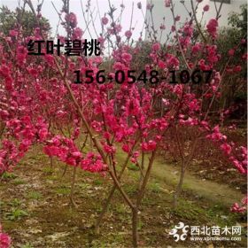 供應(yīng)3公分-4公分-5公分紅葉碧桃價(jià)格