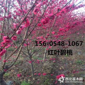 基地5公分6公分紅葉碧桃報(bào)價(jià)多少錢