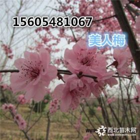 產(chǎn)地直銷6公分8公分美人梅樹苗基地