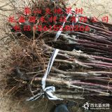 华硕苹果苗每日价格、