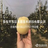 苹果树怎么种、