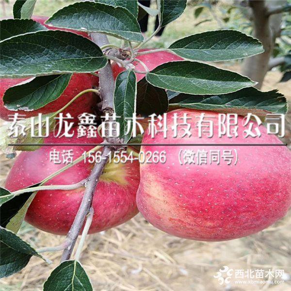 维纳斯黄金苹果树苗