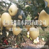 3年苹果树苗怎么种、