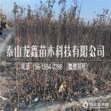 苹果苗哪里价格便宜、