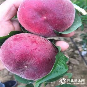 黄金蜜桃树苗价钱多少.3公分黄金蜜桃树苗.黄金蜜桃树苗