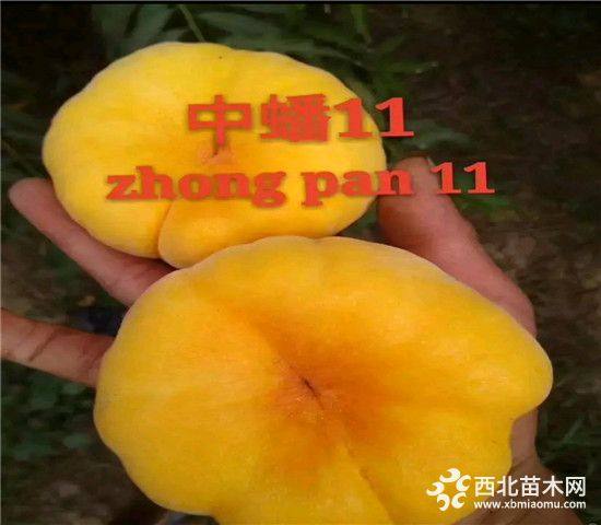 中油19號桃樹苗