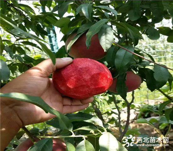 中油19號桃樹苗