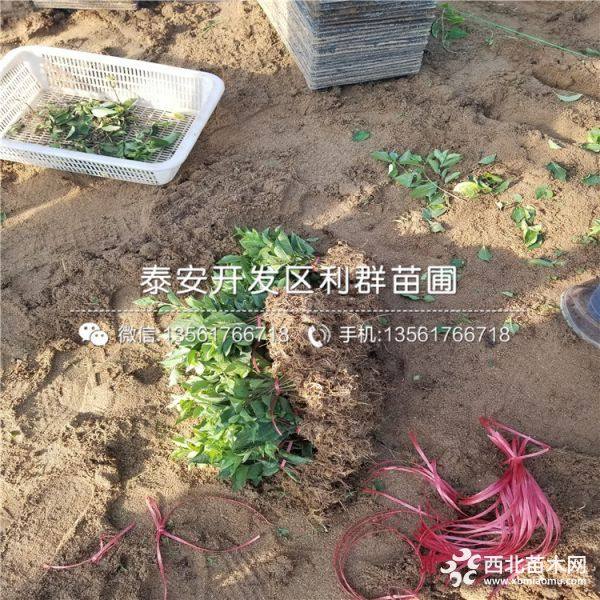 樱桃树苗、樱桃树苗基地