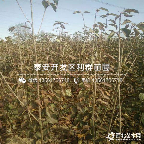 红灯樱桃苗、红灯樱桃苗价格、山东红灯樱桃苗