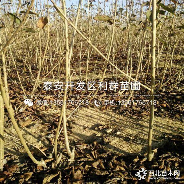 红灯樱桃苗、红灯樱桃苗价格、山东红灯樱桃苗