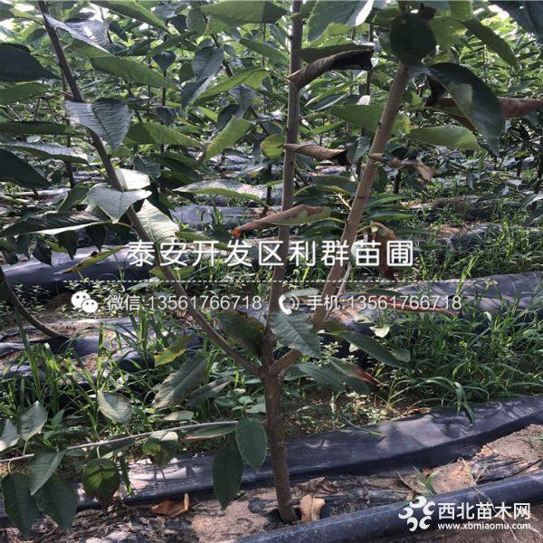 黑珍珠樱桃树苗价格、黑珍珠樱桃树苗多少钱一棵