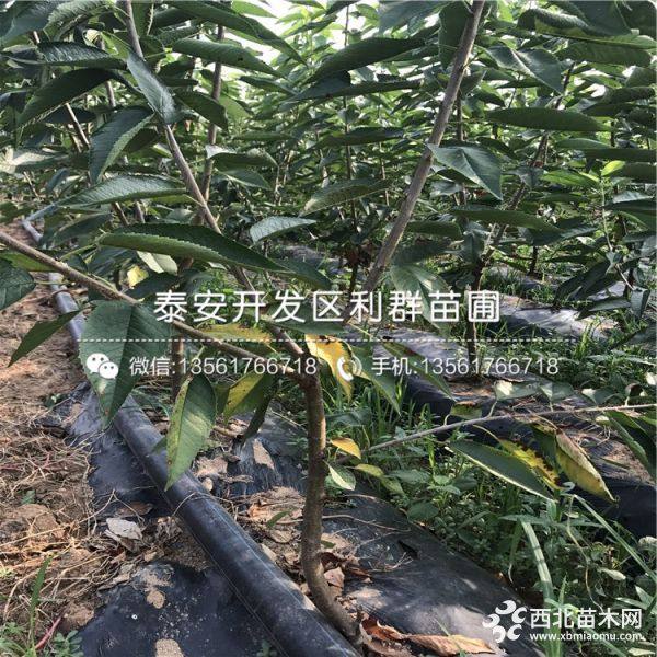 黑珍珠樱桃树苗价格、黑珍珠樱桃树苗多少钱一棵