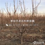 砂蜜豆樱桃树苗哪里有卖、砂蜜豆樱桃树苗多少钱一棵