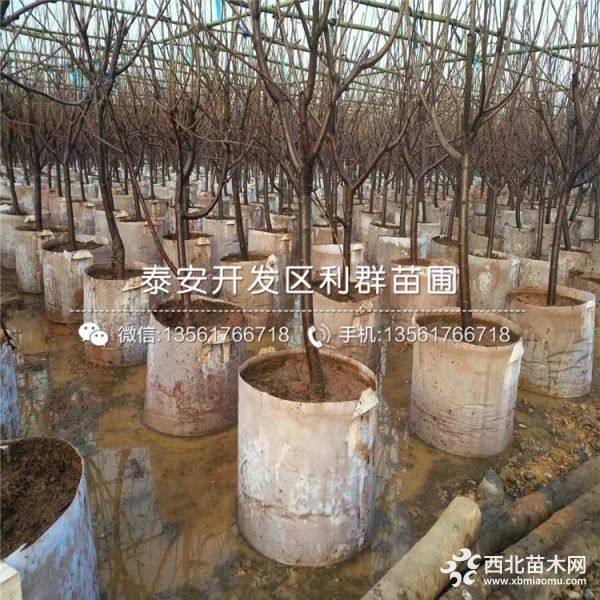 出售黑珍珠大樱桃树苗、黑珍珠大樱桃树苗多少钱一棵