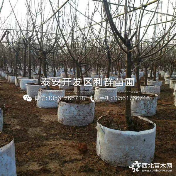 出售黑珍珠大樱桃树苗、黑珍珠大樱桃树苗多少钱一棵