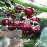 岱紅櫻桃苗、岱紅櫻桃樹(shù)苗、岱紅櫻桃樹(shù)苗價(jià)格