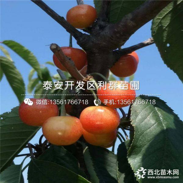 矮化大櫻桃苗、矮化大櫻桃樹苗、矮化大櫻桃樹苗價(jià)格