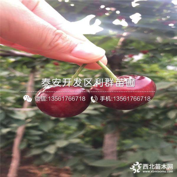 矮化大櫻桃苗、矮化大櫻桃樹苗、矮化大櫻桃樹苗價(jià)格