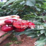 俄羅斯八號(hào)櫻桃苗、俄羅斯八號(hào)櫻桃苗價(jià)格