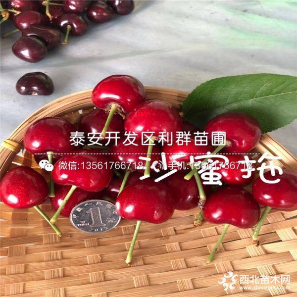 俄羅斯八號櫻桃苗、俄羅斯八號櫻桃苗價格