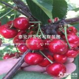 櫻桃苗出售、櫻桃苗基地、櫻桃苗批發(fā)價格