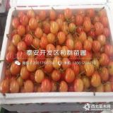 瑪瑙紅櫻桃苗、瑪瑙紅櫻桃苗價格及報價