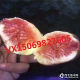 基地销售无花果树苗 早黄无花果树 波姬红无花果苗 提供种植技