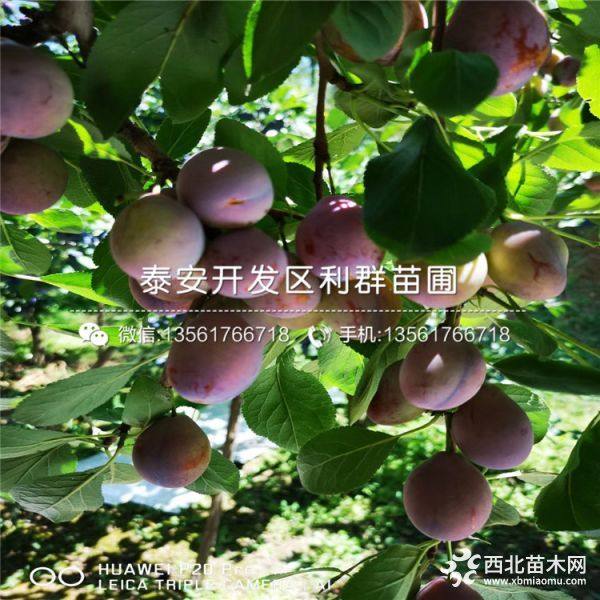 2019年紅脆李子樹(shù)苗、紅脆李子樹(shù)苗價(jià)格多少