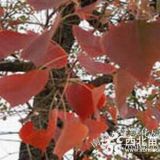 紅葉烏桕樹價(jià)格（10,15,20，25公分烏桕價(jià)格）