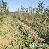 煙富0號蘋果樹苗、煙富0號蘋果樹苗多少錢一棵？