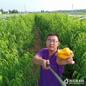 山東桃樹(shù)苗基地 桃樹(shù)苗種植 桃樹(shù)苗基地直銷