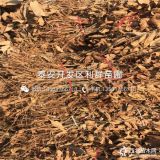 板栗苗、板栗苗什么品種好、板栗苗多少錢(qián)一棵