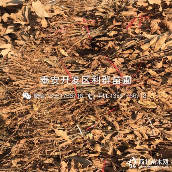 板栗苗、板栗苗什么品种好、板栗苗多少钱一棵