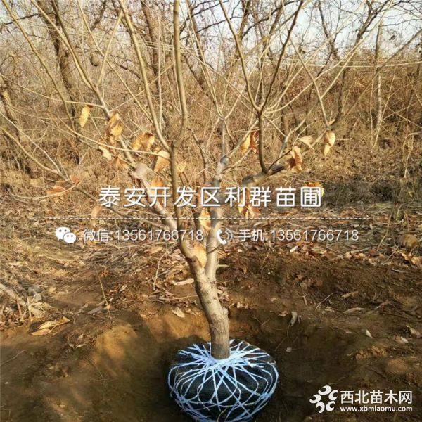 红栗一号板栗苗、红栗一号板栗苗价格、红栗一号板栗苗基地