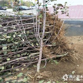 黑钻苹果树苗、黑钻苹果树苗今日价格、