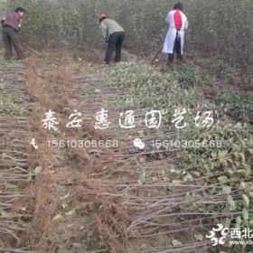 烟富8号苹果苗价格、