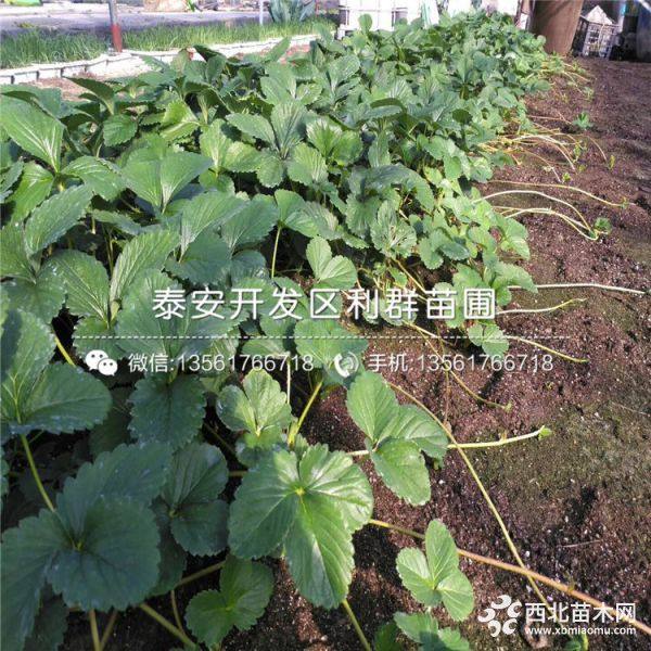 2019年草莓苗报价、今年草莓苗价格是多少