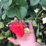 寧玉草莓苗價格、寧玉草莓苗多少錢一棵