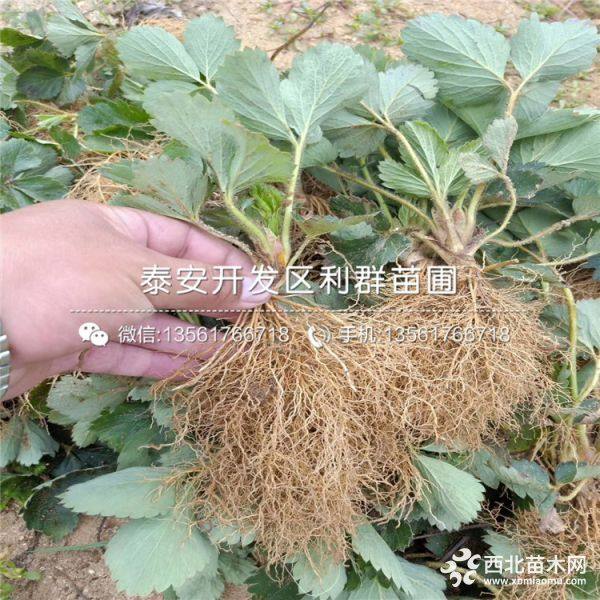 山东奶油草莓苗、山东奶油草莓苗价格多少、山东奶油草莓苗基地