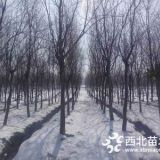 江苏圃苗8,10,12，15公分乌桕树价格