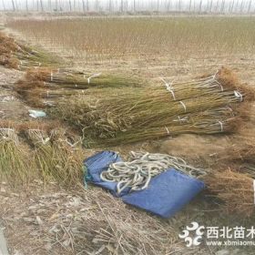 黄金蜜桃树苗供应基地、黄金蜜桃树苗