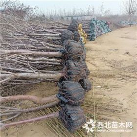 矮化樱桃树树.矮化樱桃树树什么价格