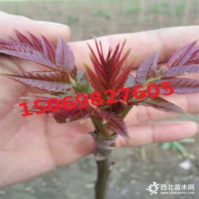 香椿苗批发价格 红油香椿树苗多少钱一棵 大棚种植红油香椿树苗